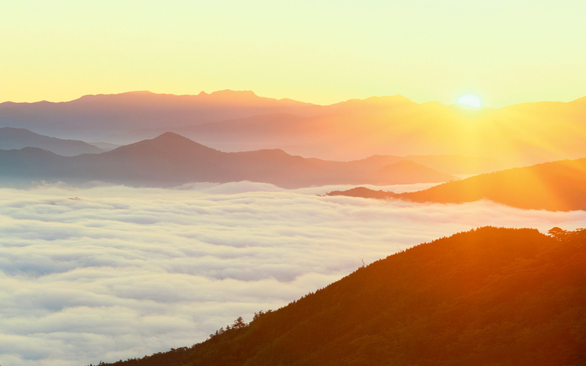 Golden sunrise over mountain peaks with a sea of clouds in the valley and a dark forest slope in the foreground